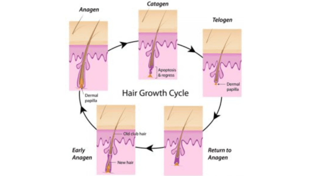 How Long Does It Take Waxed Hair To Grow Back
